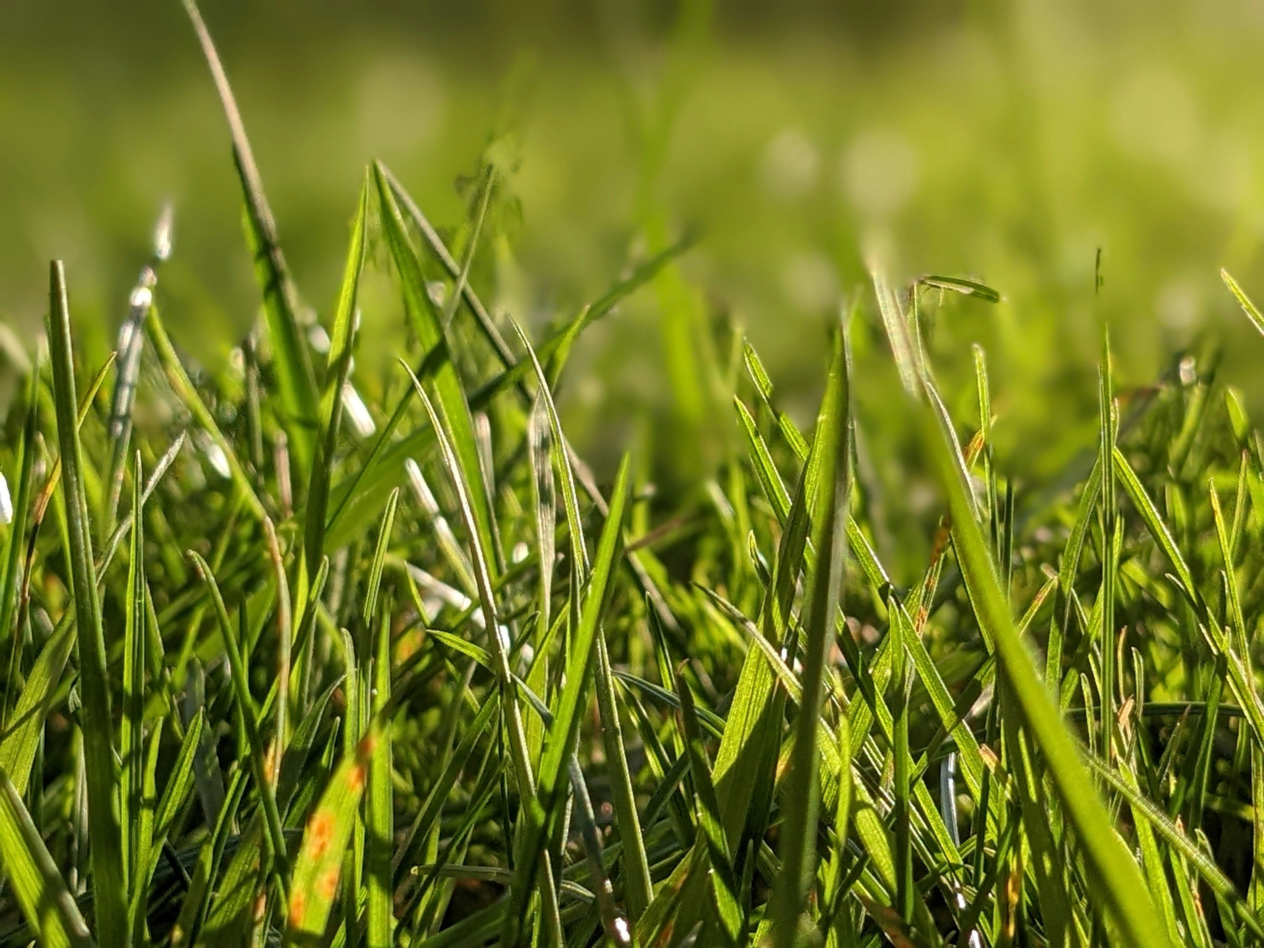 A crisp, close-up view of thick, vibrant green St. Augustine turf grass with a sharp, cleanly manicured edge along a concrete driveway.